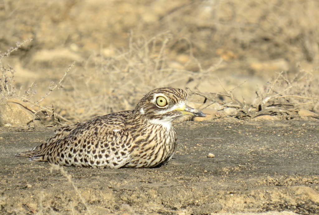 Spotted Thick-knee - Mark Smiles