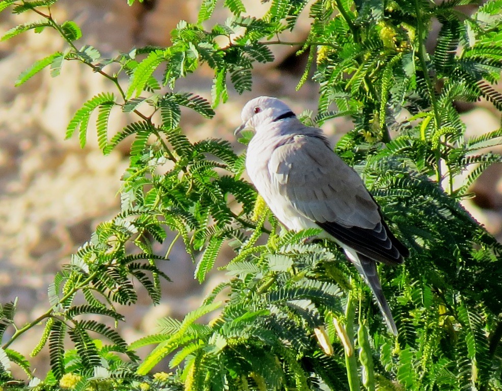 African Collared-Dove - Mark Smiles