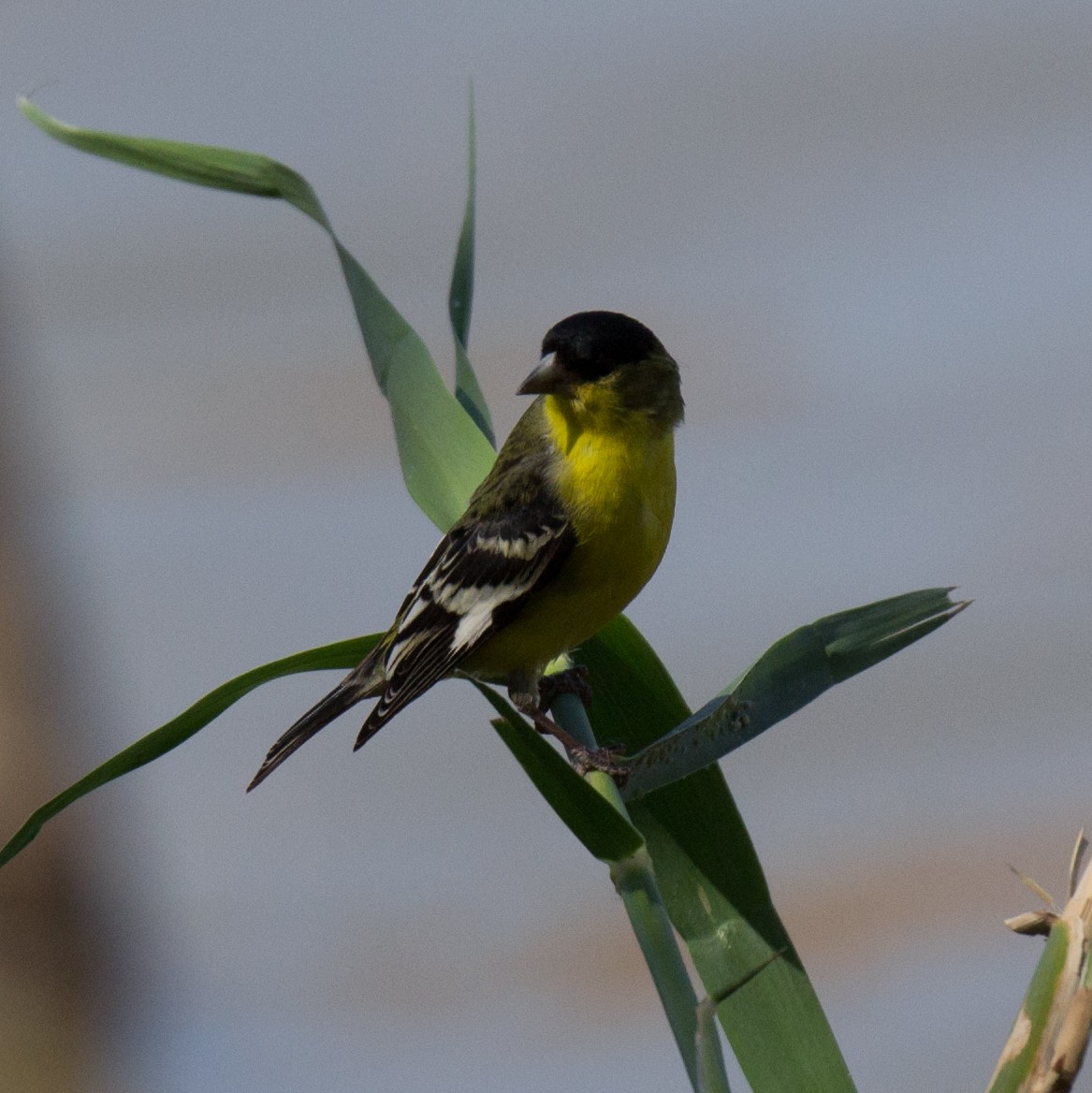 Lesser Goldfinch - Timothy Marquardt