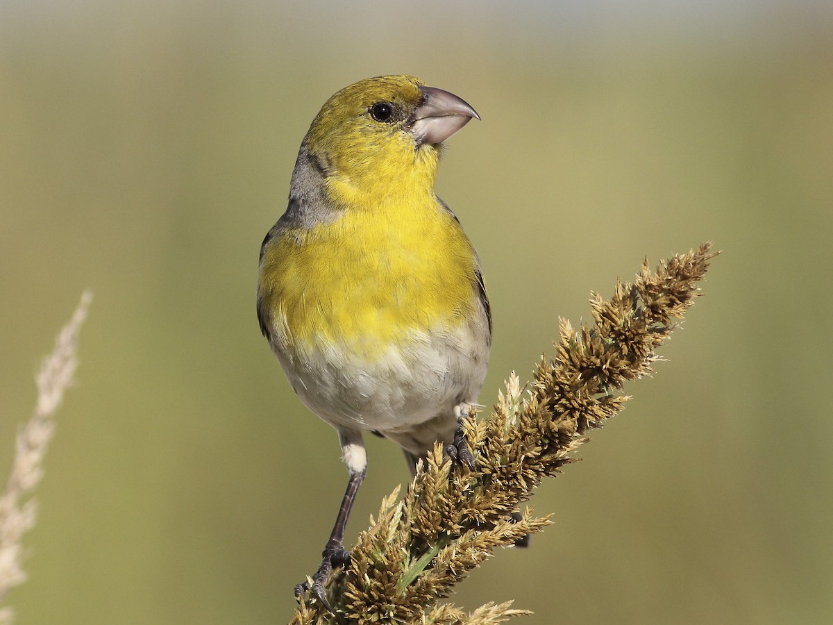 19 Birds With Yellow Heads (With Photos) - Animal Hype