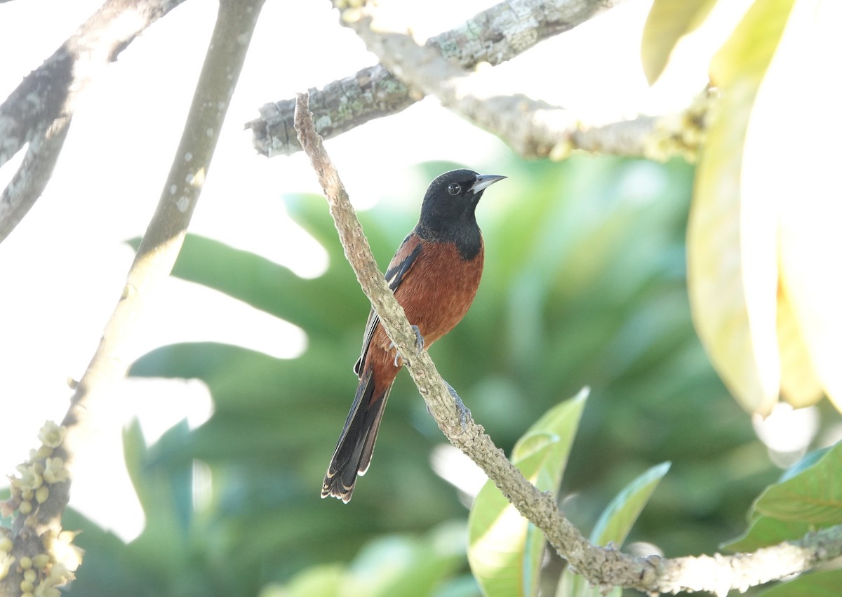 Orchard Oriole - ML192872771