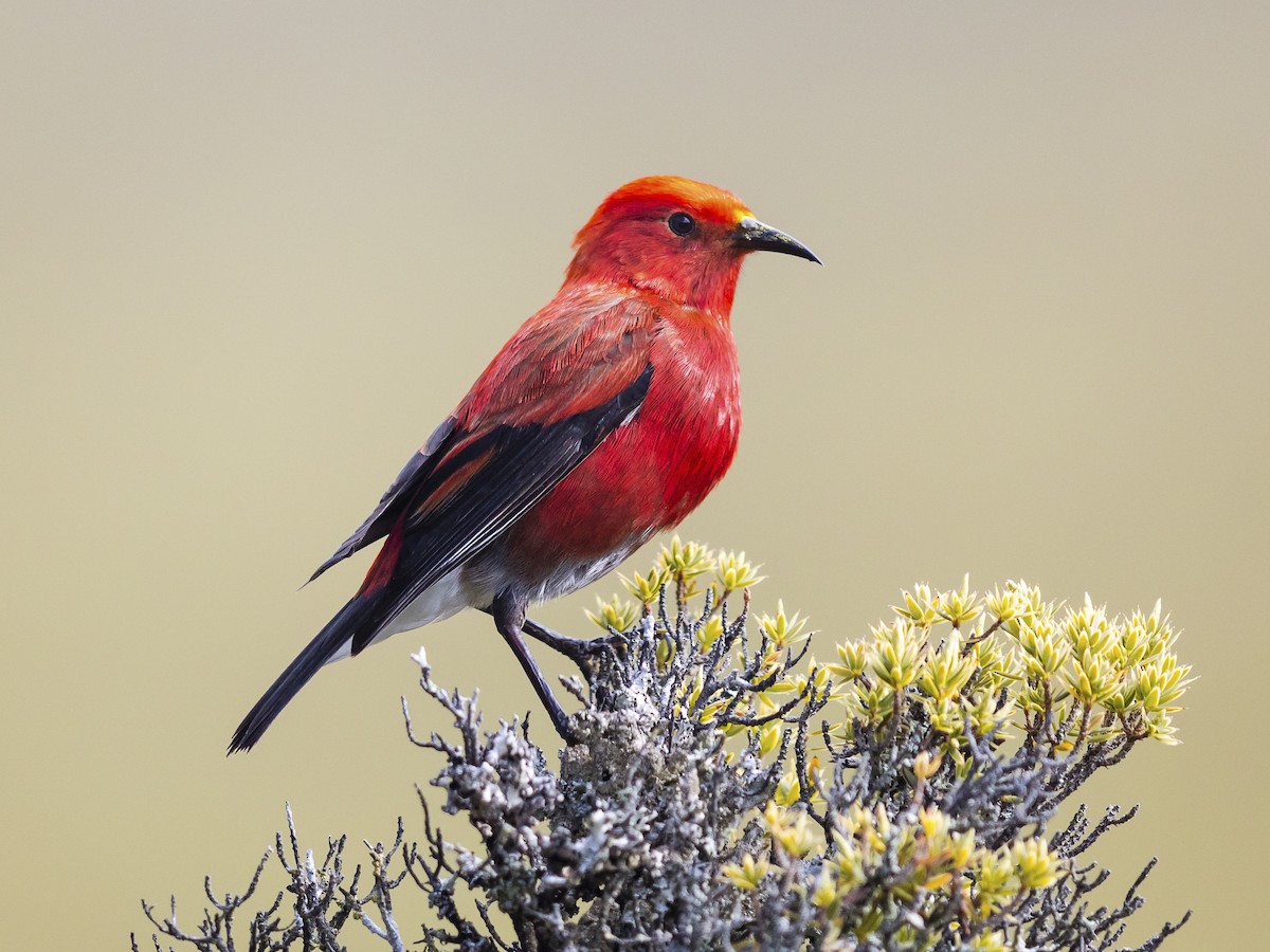 Apapane - Himatione sanguinea - Birds of the World