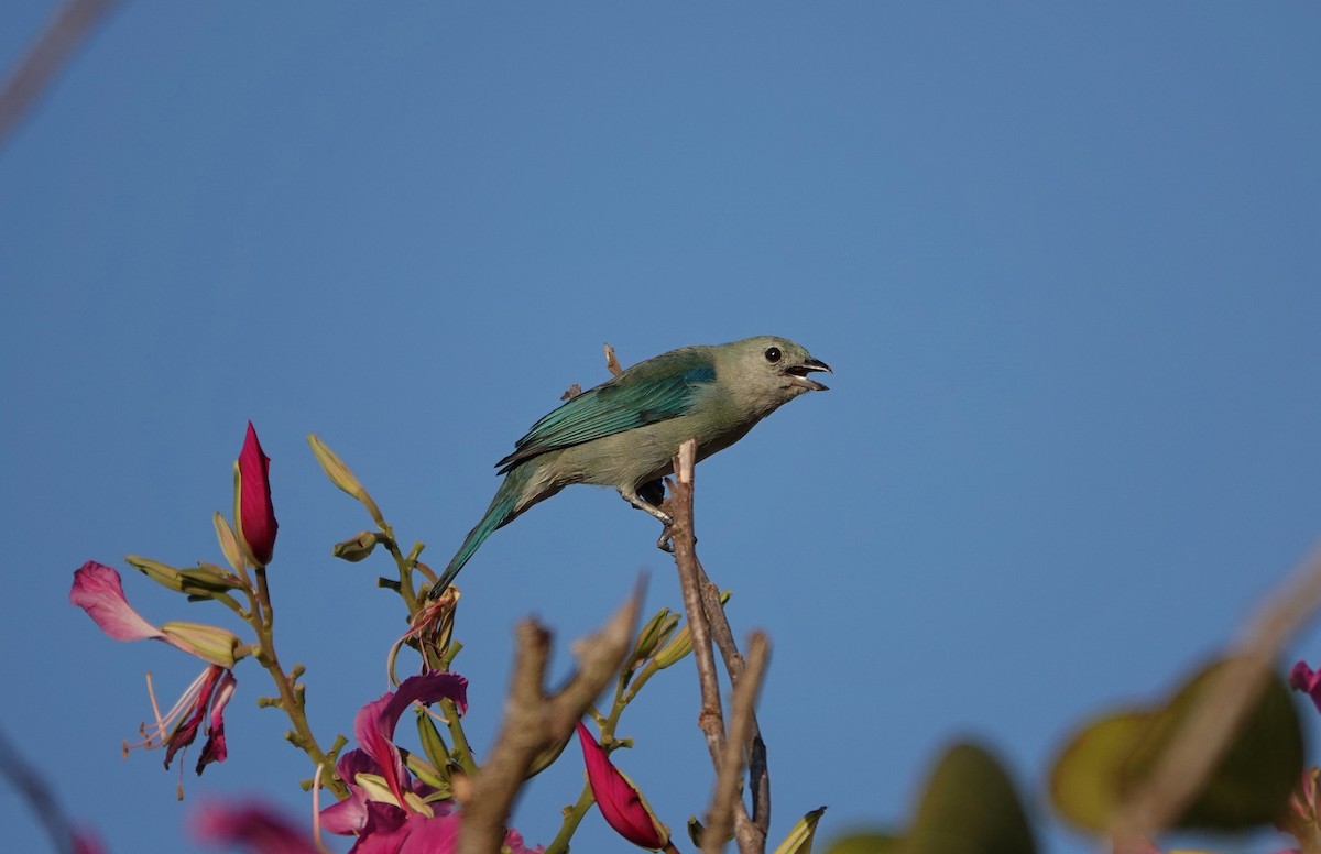 Blue-gray Tanager - ML192873041