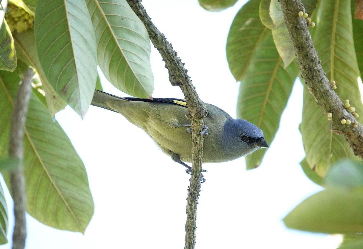 Yellow-winged Tanager - ML192873061