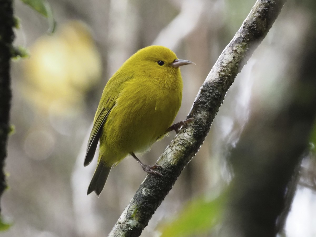 Anianiau - Magumma parva - Birds of the World 