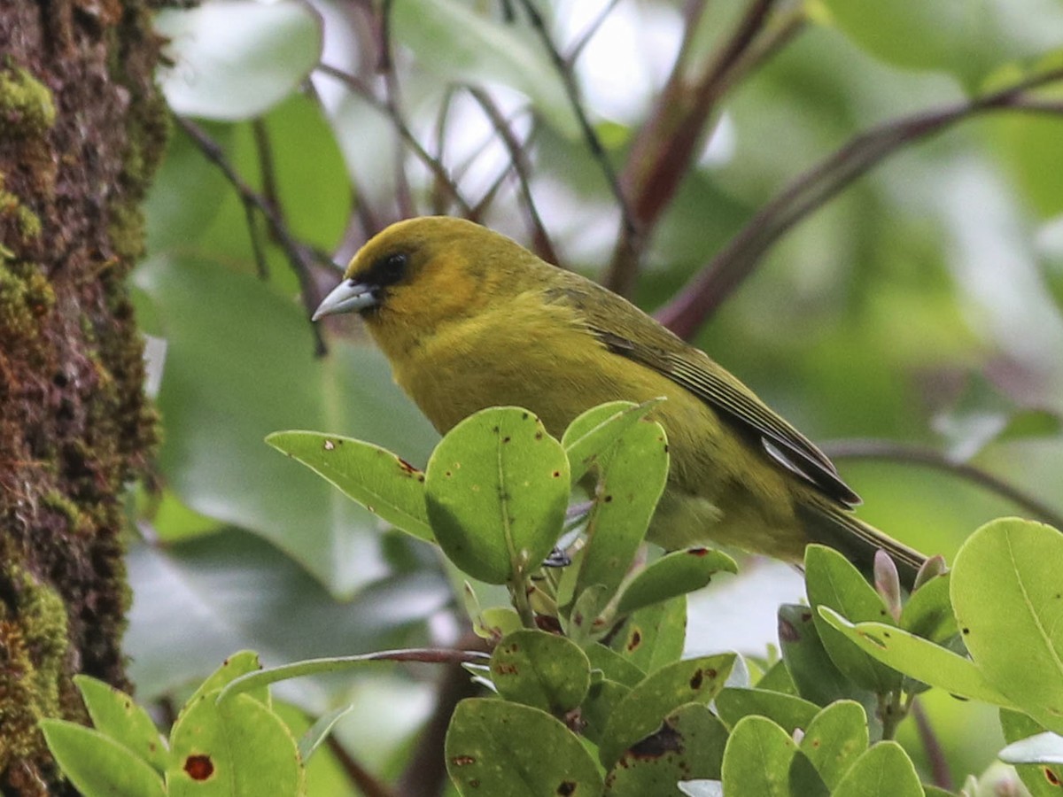 Akekee - Loxops caeruleirostris - Birds of the World