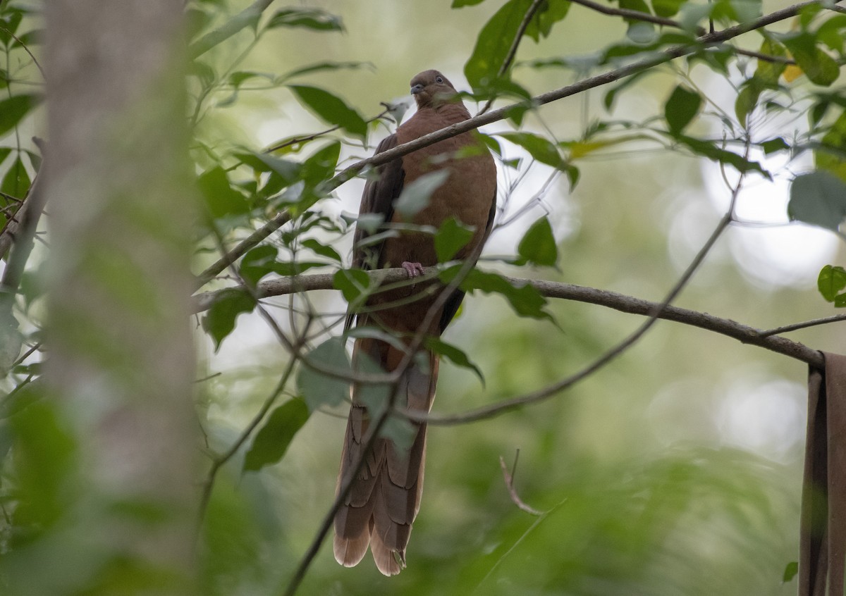Brown Cuckoo-Dove - ML192884401