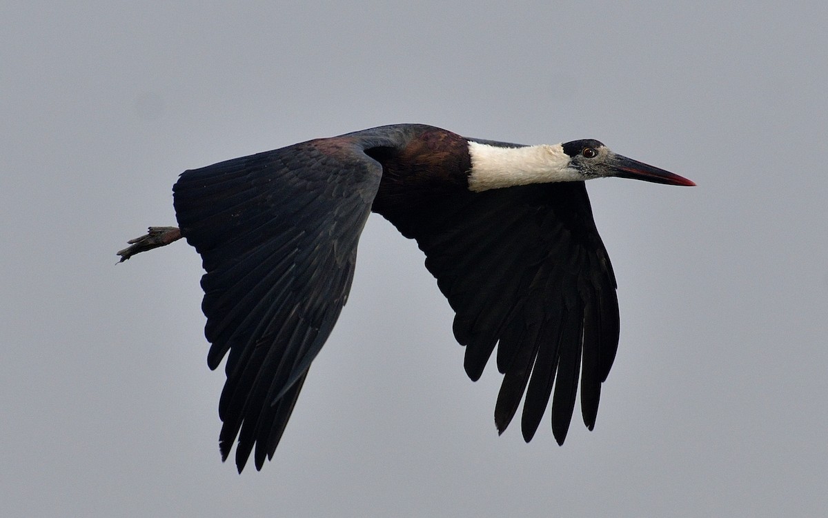 Asian Woolly-necked Stork - ML192884431
