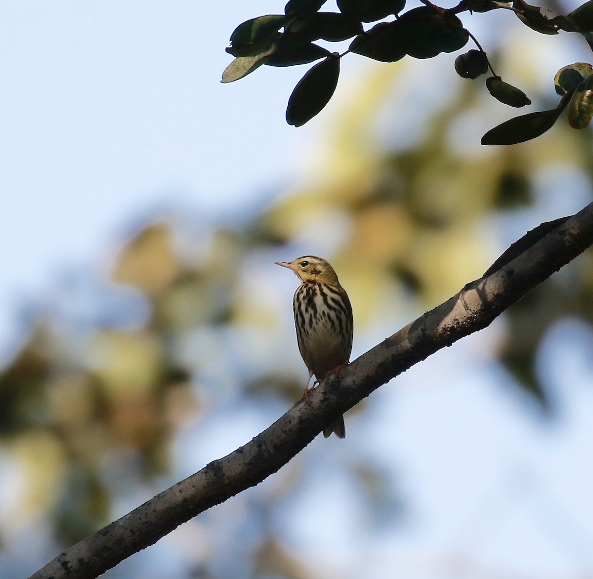 Olive-backed Pipit - ML192886451