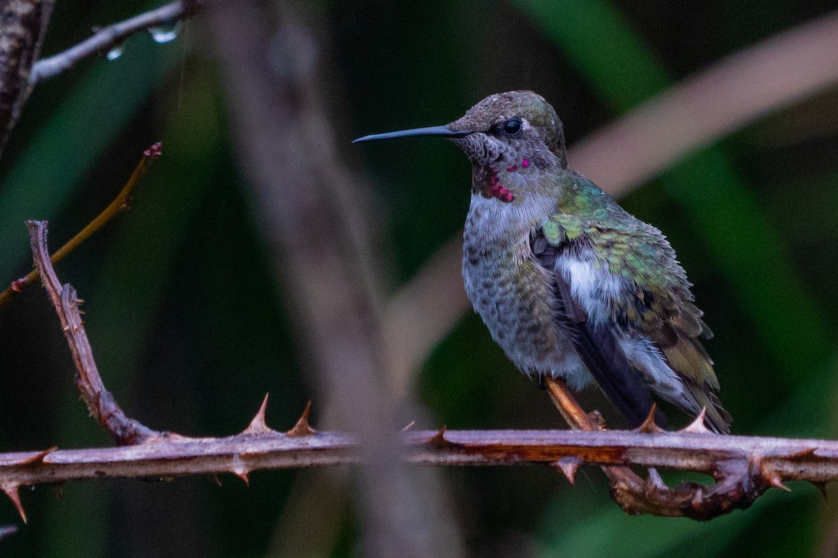 Anna's Hummingbird - ML192886651