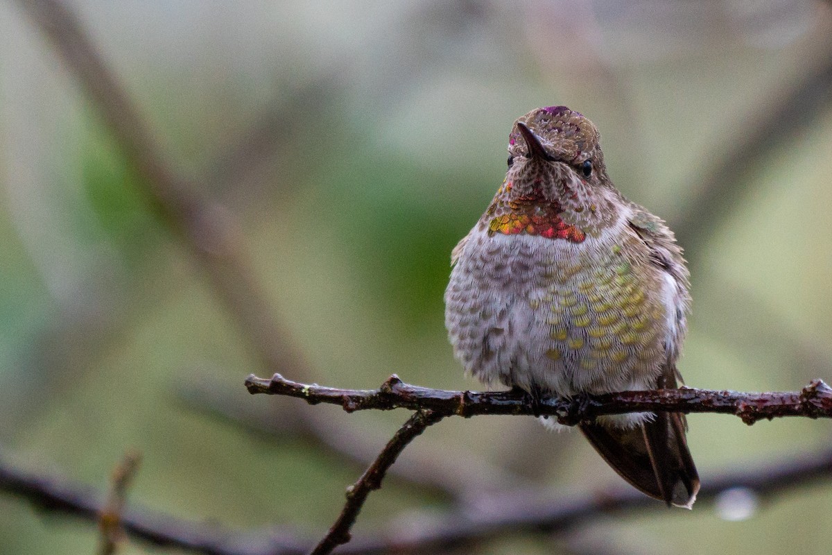 Anna's Hummingbird - ML192886691