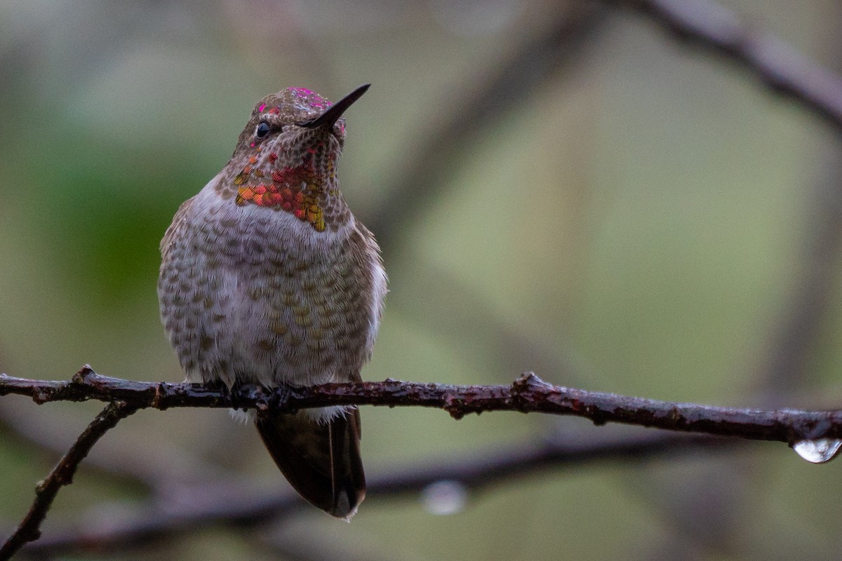 Anna's Hummingbird - ML192886701