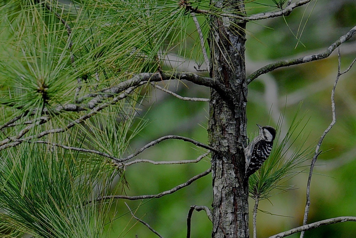 Gray-capped Pygmy Woodpecker - paul griffin