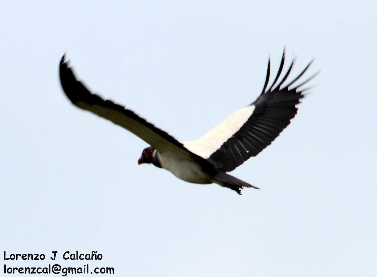 King Vulture - Lorenzo Calcaño