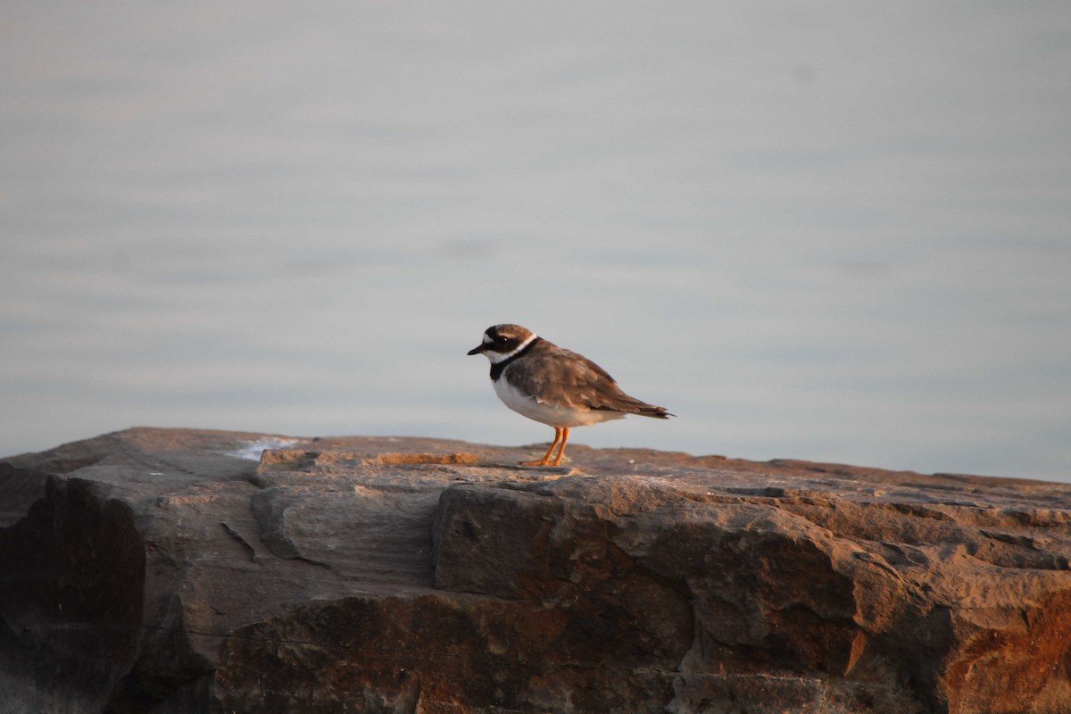 Common Ringed Plover - Andreas Schuster