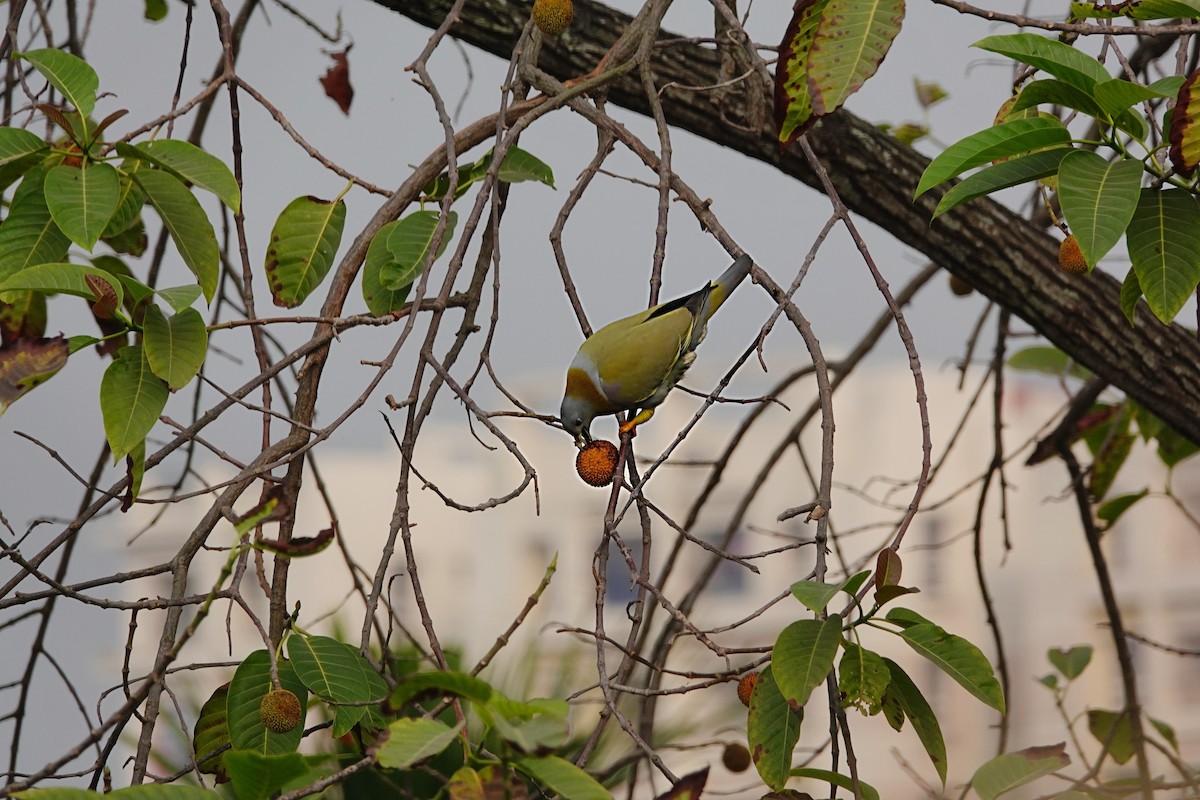 Yellow-footed Green-Pigeon - ML192891441