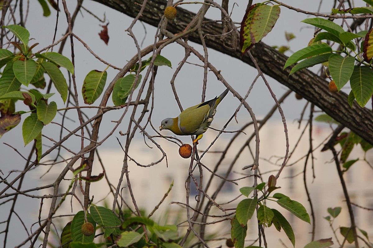 Yellow-footed Green-Pigeon - Pampa Mistri