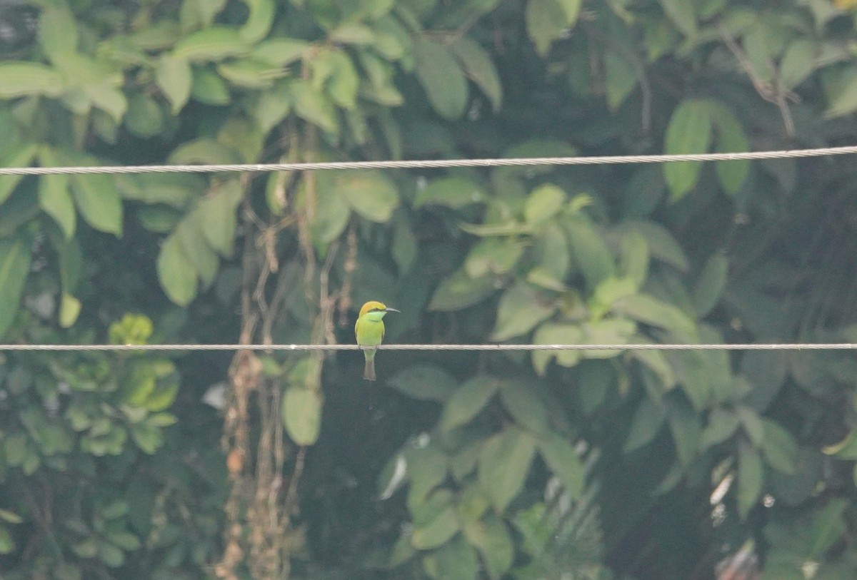 Asian Green Bee-eater - Pampa Mistri