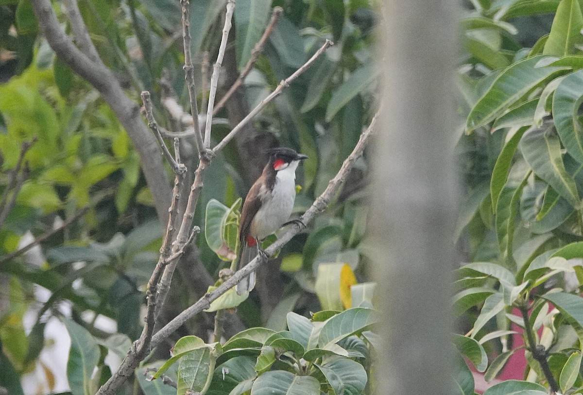Red-whiskered Bulbul - Pampa Mistri