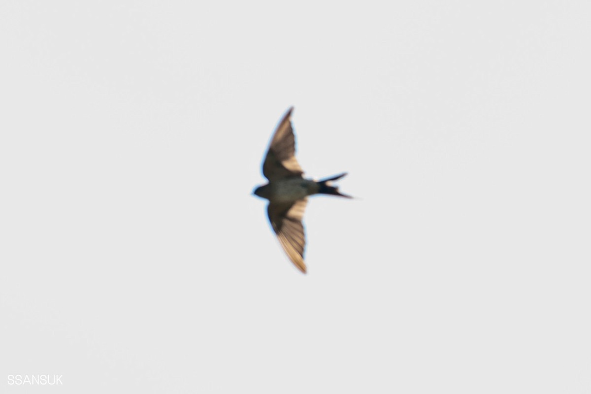 Red-rumped Swallow - ML192892211