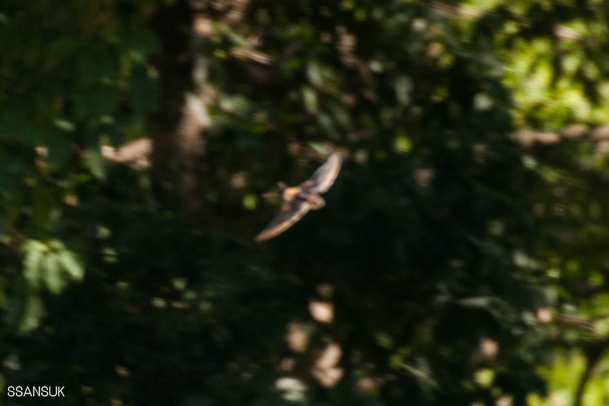 Red-rumped Swallow - ML192892221