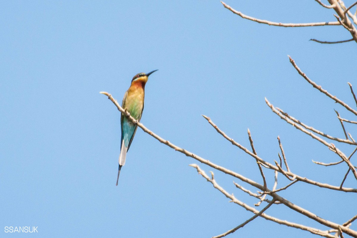Blue-tailed Bee-eater - ML192892481