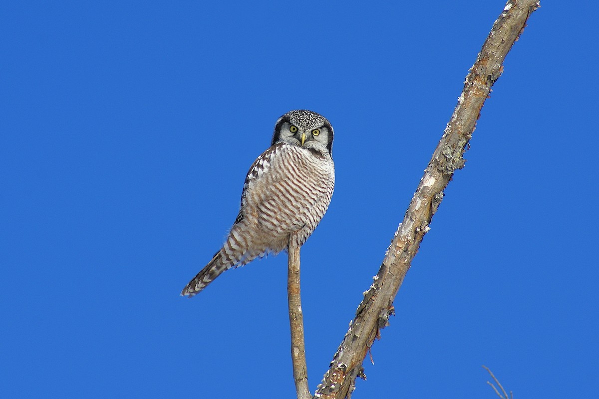 Northern Hawk Owl - Patrick J. Blake