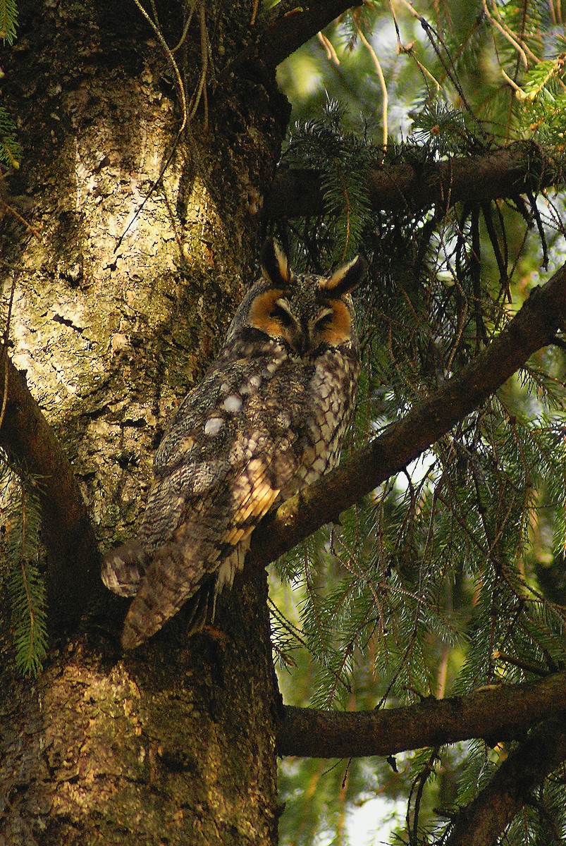 Long-eared Owl - ML192896351