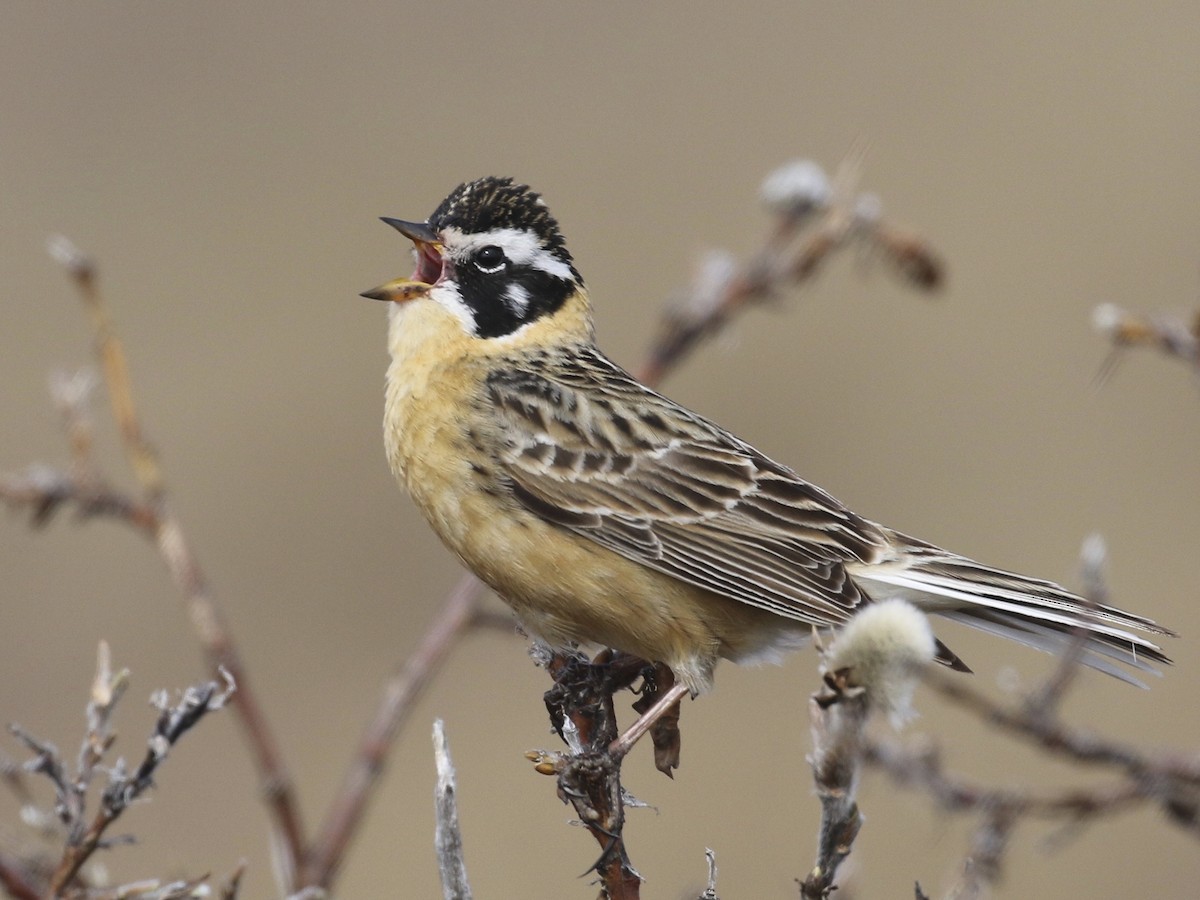 Smith's Longspur - Calcarius pictus - Birds of the World