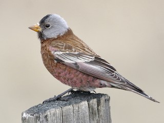  - Gray-crowned Rosy-Finch (Hepburn's)