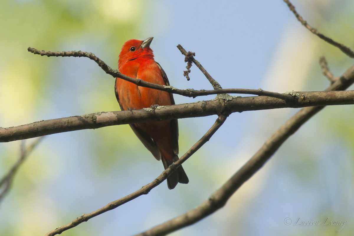 Scarlet Tanager - ML192900151