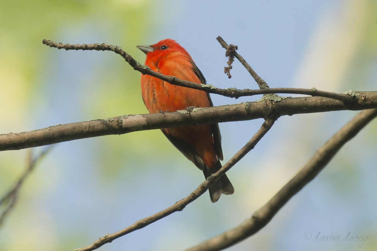 Scarlet Tanager - ML192900181