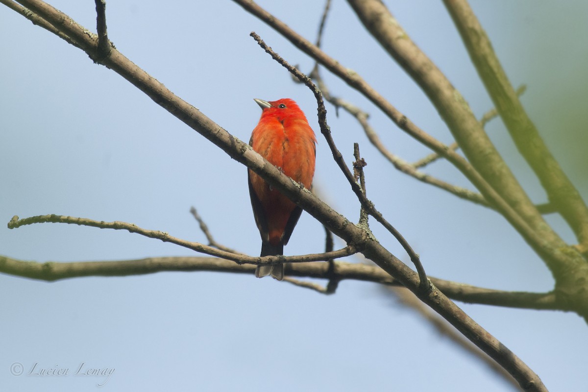 Scarlet Tanager - ML192900211