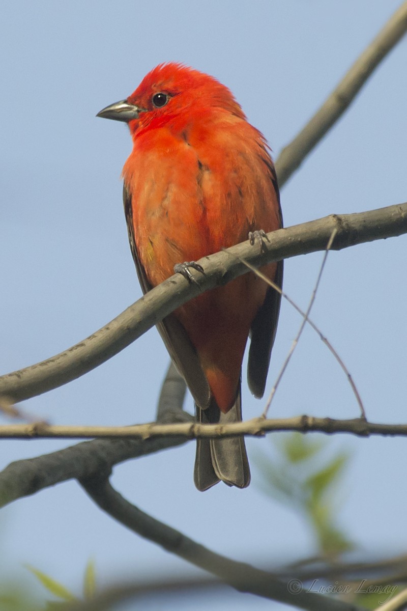 Scarlet Tanager - ML192900241