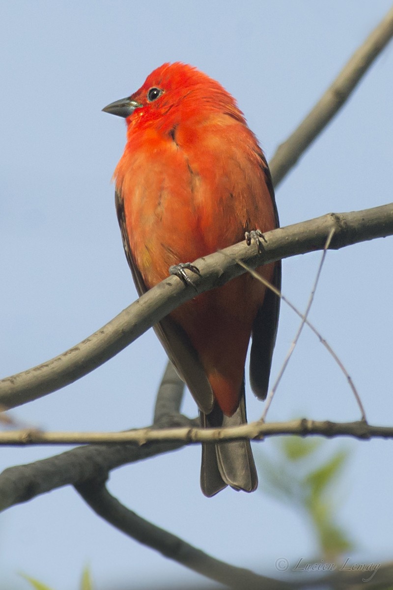 Scarlet Tanager - ML192900251