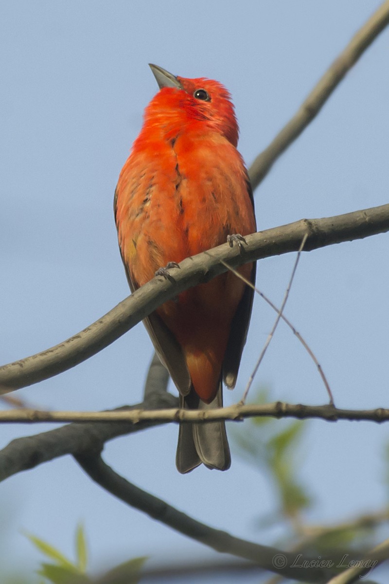 Scarlet Tanager - ML192900271