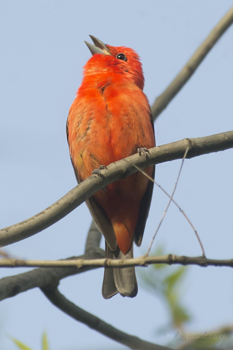 Scarlet Tanager - ML192900281