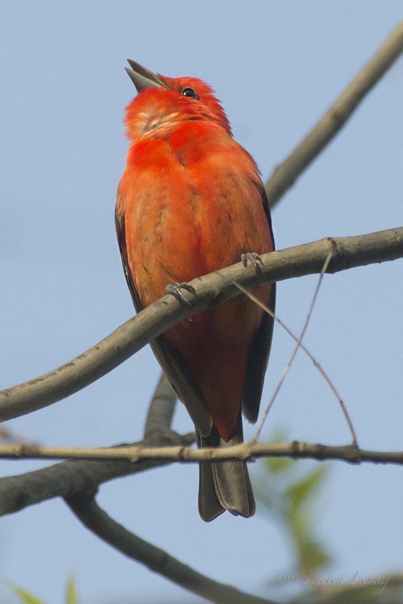 Scarlet Tanager - ML192900291