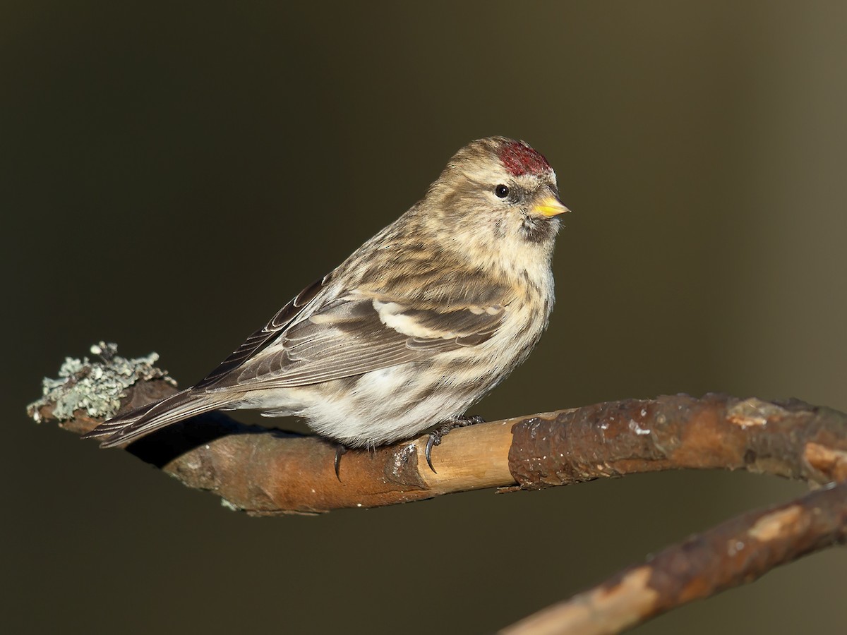 Common Redpoll
