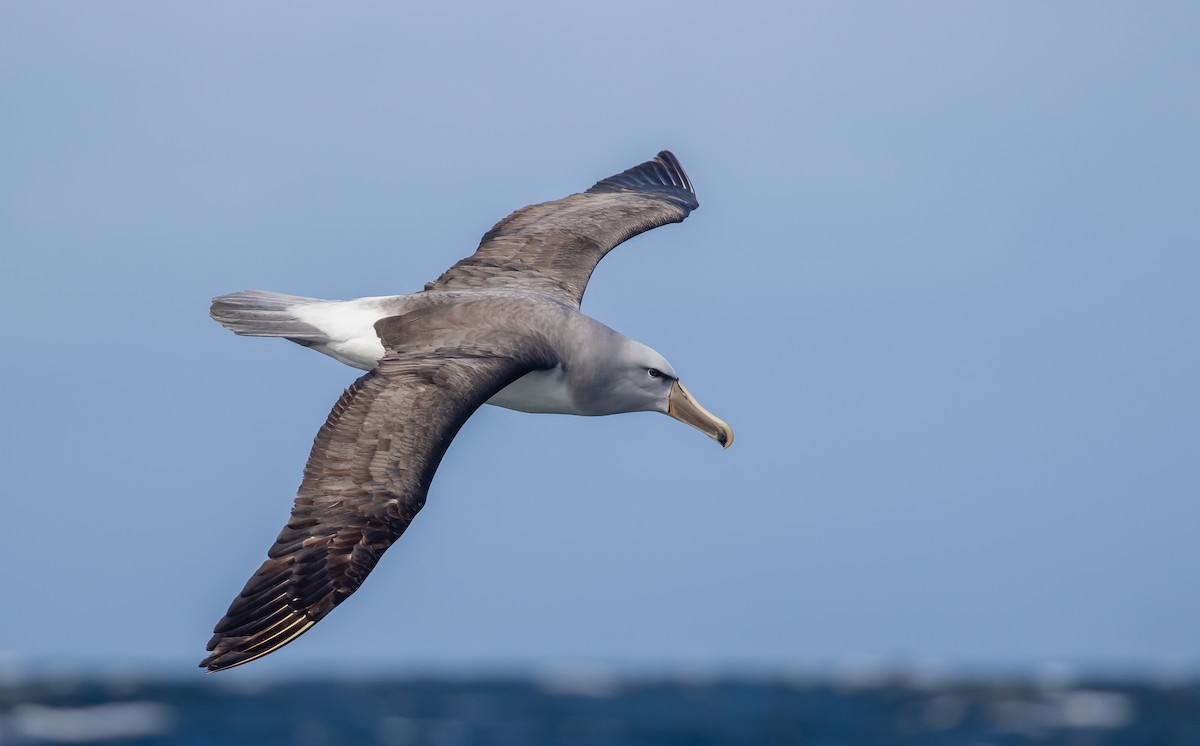 albatros snarský - ML192901021