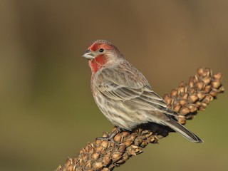 House Finches in the United States and Mexico - Birds of North America