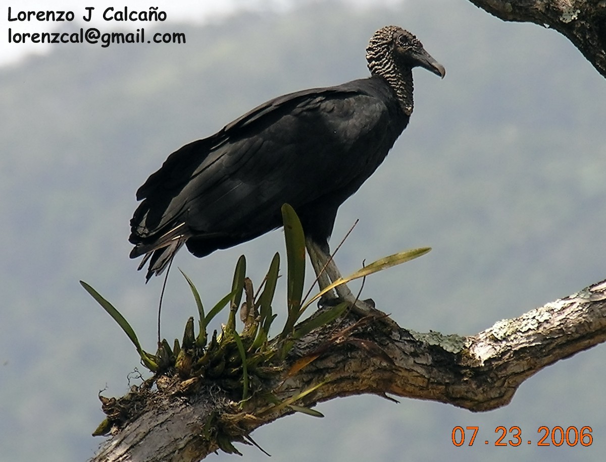 Black Vulture - ML192902101
