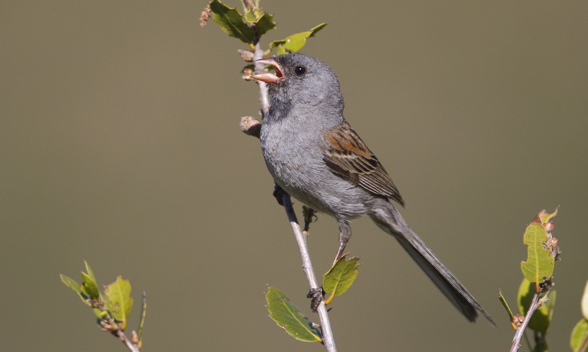 Black-chinned Sparrow - Brian Sullivan