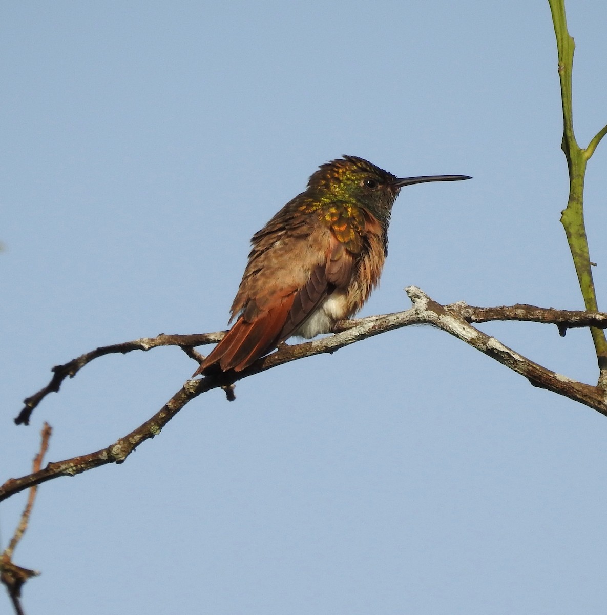 Chestnut-bellied Hummingbird - ML192904301