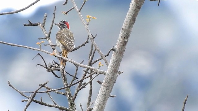 Nubian Woodpecker - ML192907621