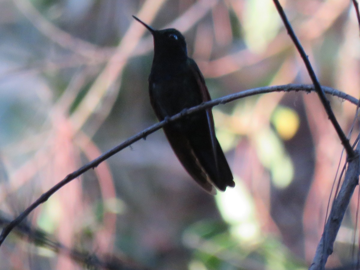 Garnet-throated Hummingbird - ML192909141