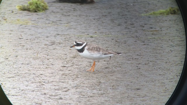 Common Ringed Plover - ML192909661