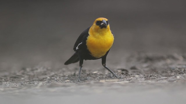 Yellow-headed Blackbird - ML192912881