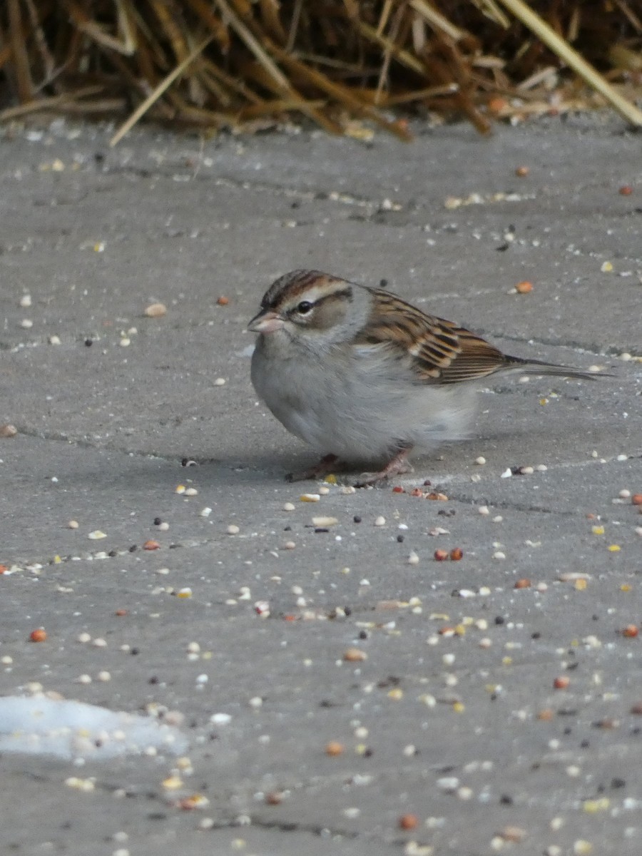 Chipping Sparrow - ML192916901