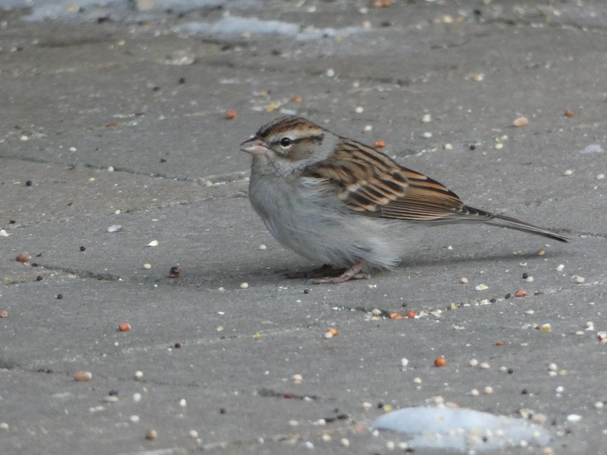 Chipping Sparrow - ML192916921